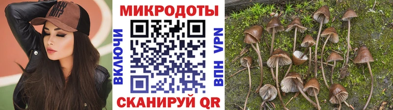 Купить закладки  Пудож  Галлюциногенные грибы Cubensis 